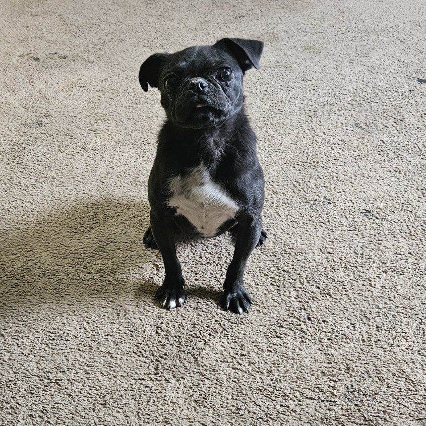 female pug looking for new home