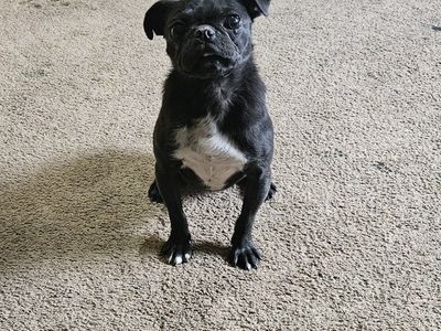 female pug looking for new home