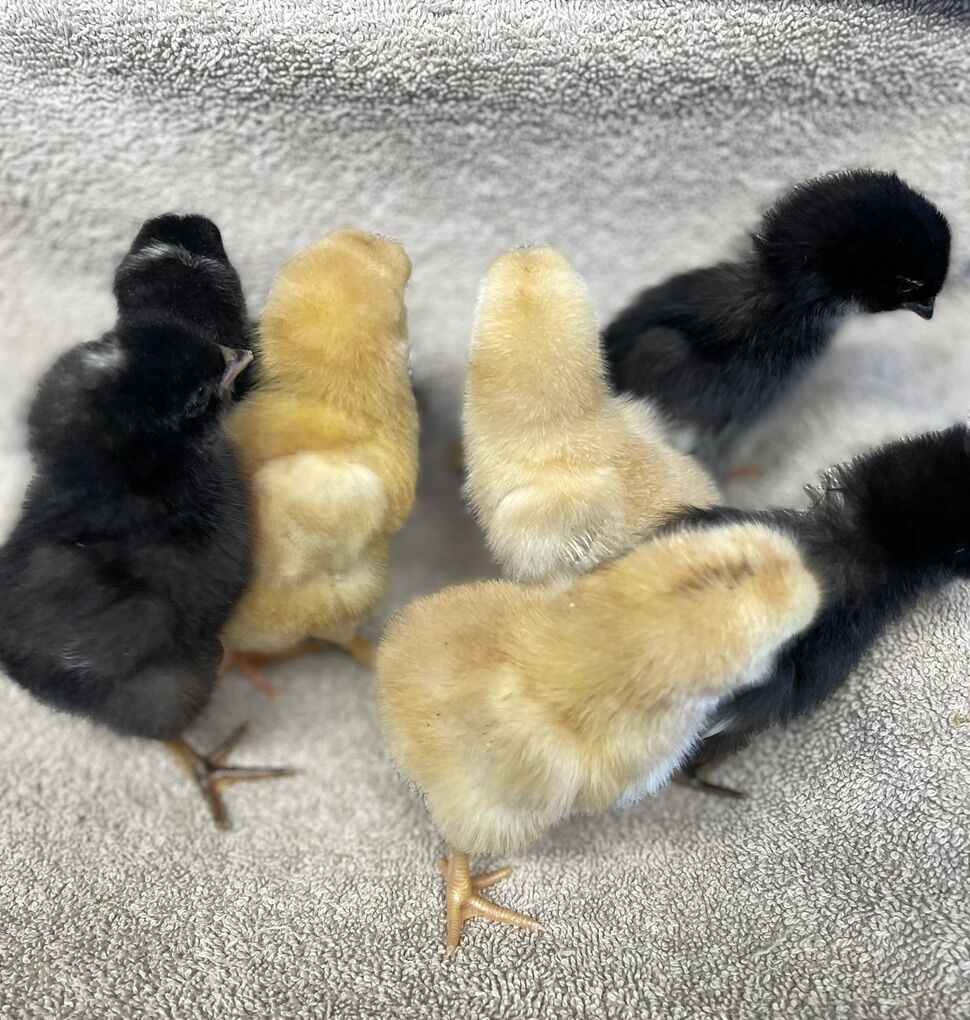 Fast Growing Meat Birds