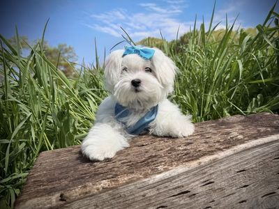 Adorable Maltese puppy