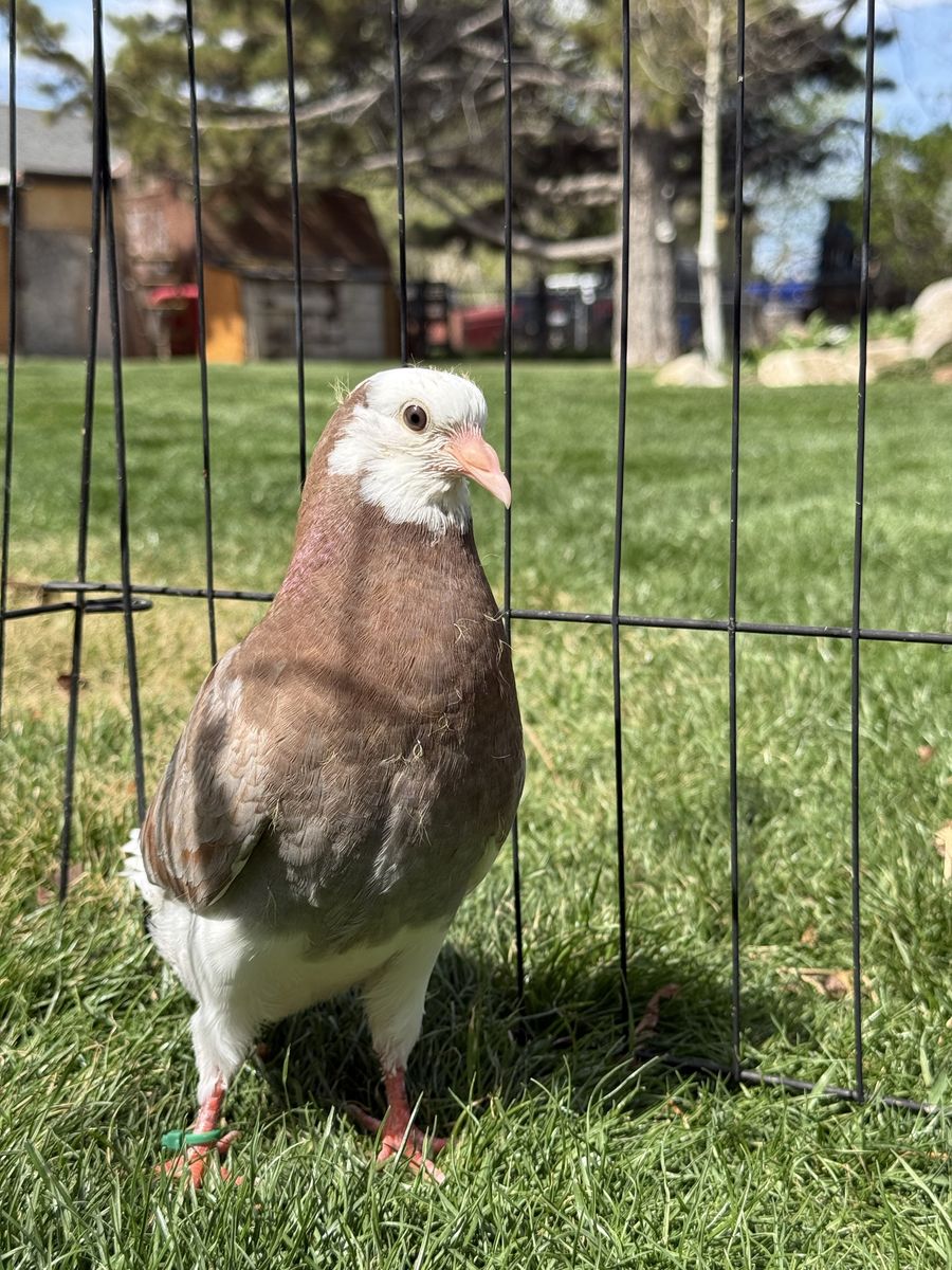 Mixed breed Pigeons