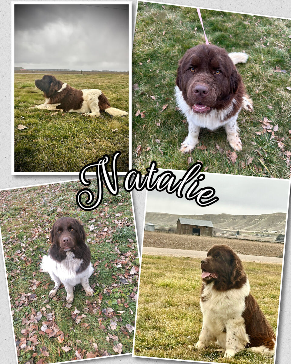 AKC and CKC litters Newfoundland aka Newfie
