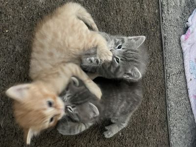 Adorable, sweet kittens looking for their forever home!