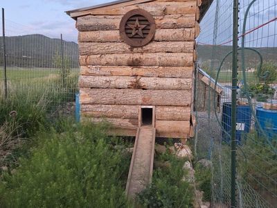Custom built chicken coop