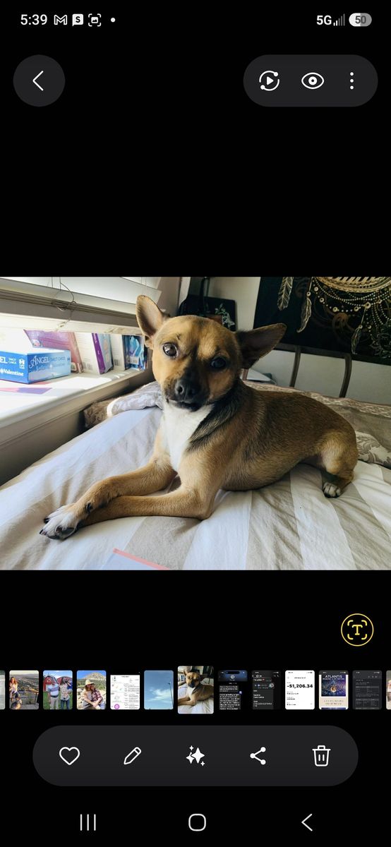 Chihuahua for Sale: NIKO!!!