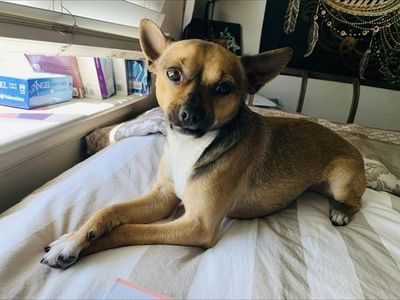 Chihuahua for Sale: NIKO!!!