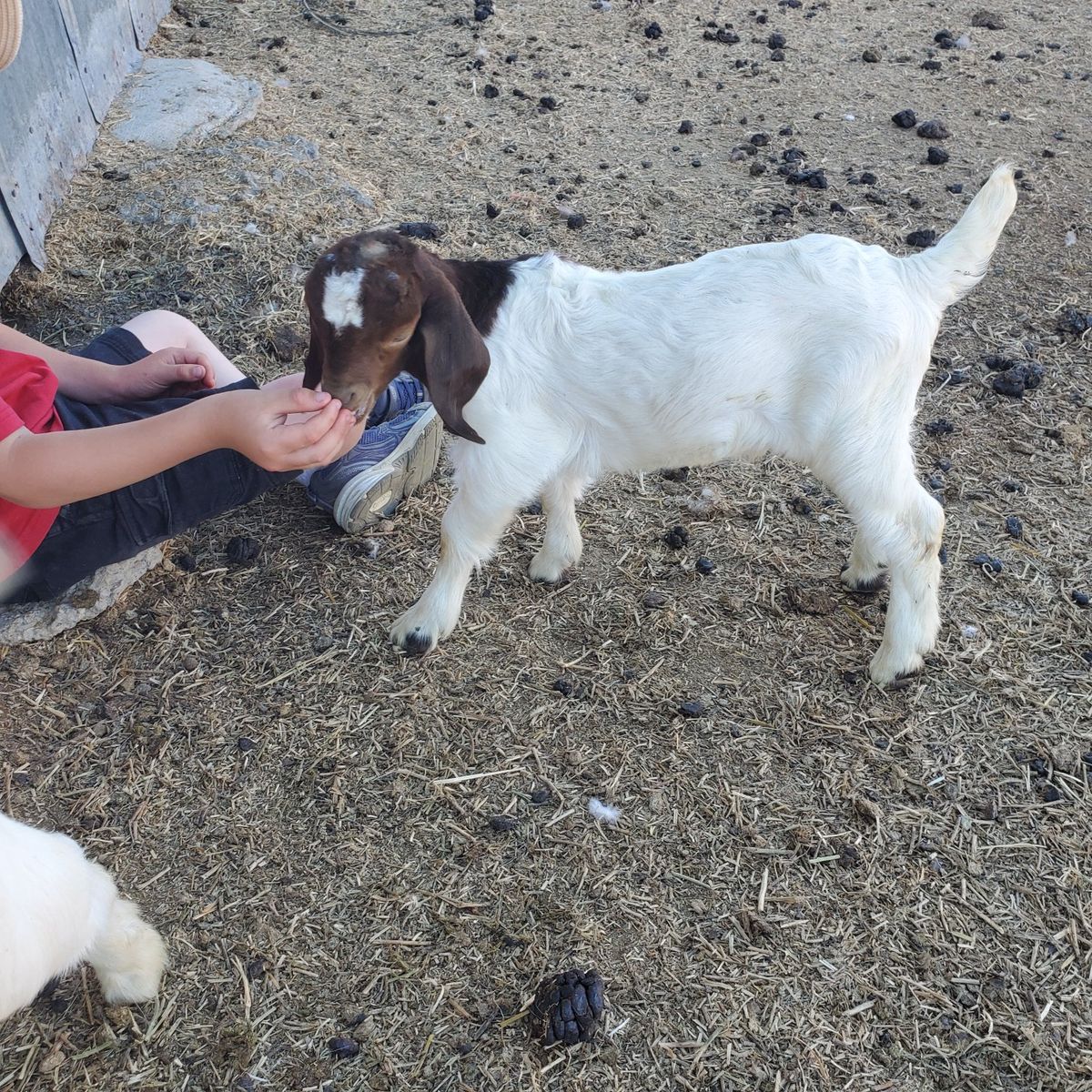 bottle fed boer bucks