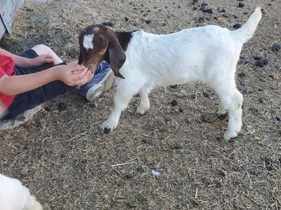 bottle fed boer bucks