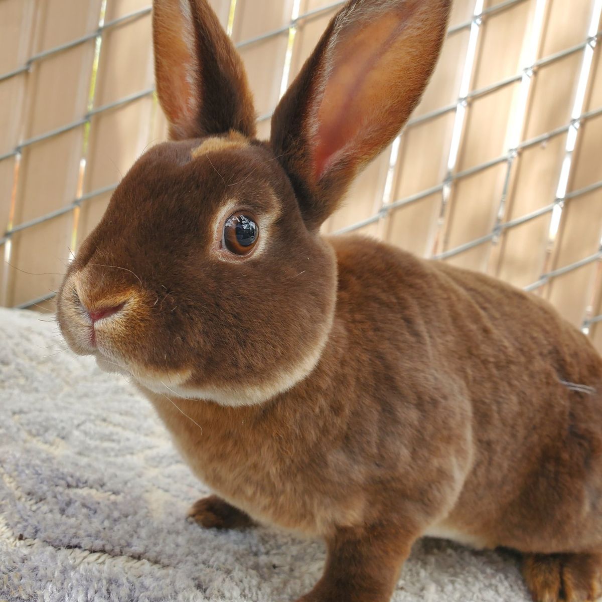 Sweet Chocolate Otter Purebred Mini Rex Buck
