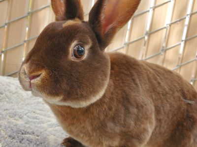 Sweet Chocolate Otter Purebred Mini Rex Buck