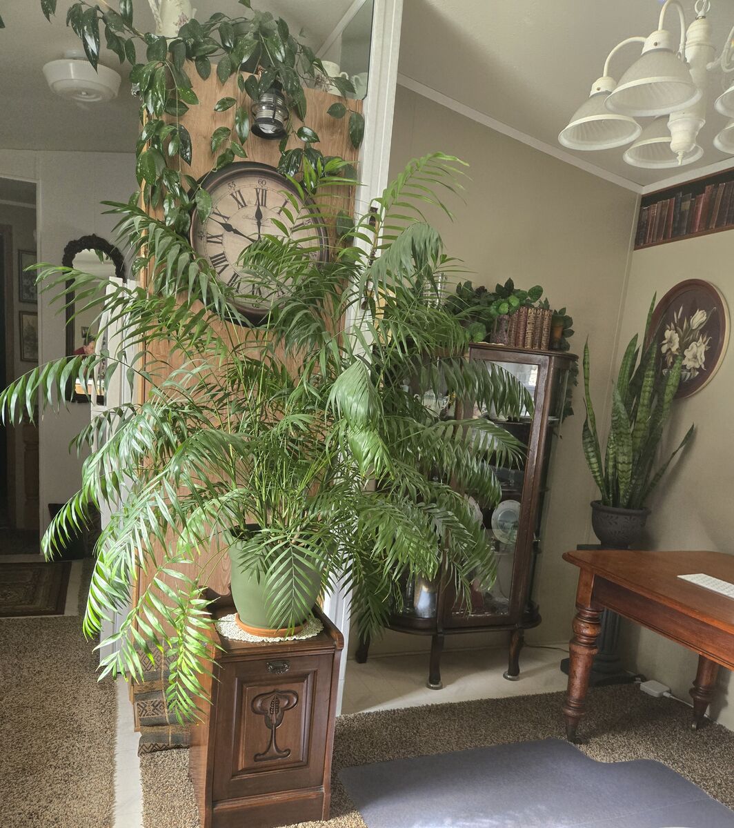 Parlor Palm house plant