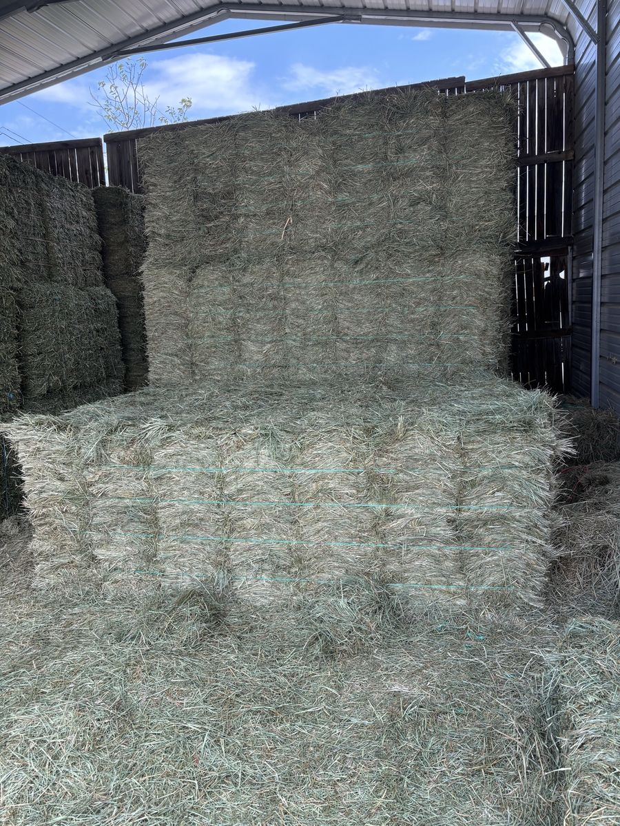 Orchard Grass Hay