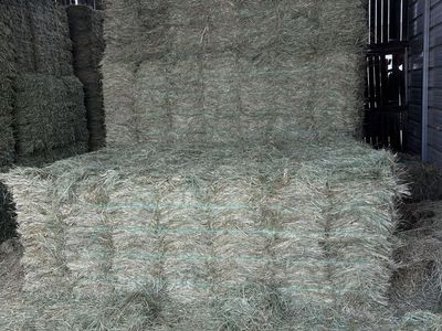 Orchard Grass Hay