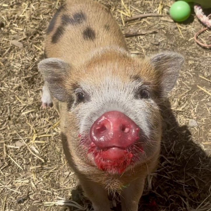 Adorable Mini Juliana piglet/ potbelly pig