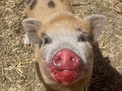 Adorable Mini Juliana piglet/ potbelly pig
