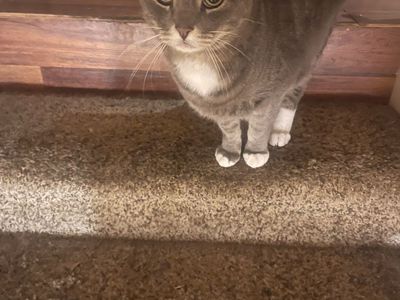 Cats