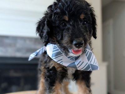 Affectionate Mini Labradoodle Boy, Ready Sept 5, Active Family Wanted (like Bernedoodle)