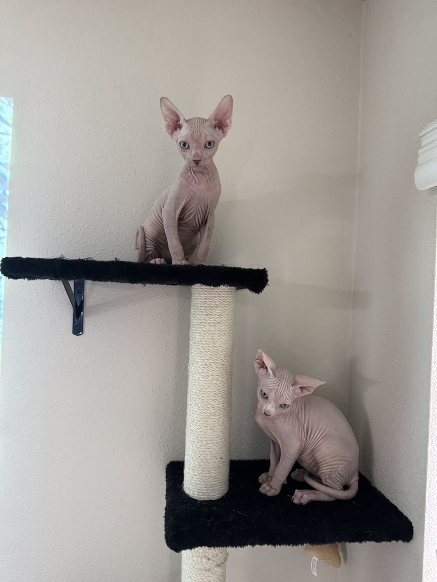 sphynx