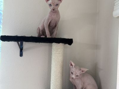 sphynx