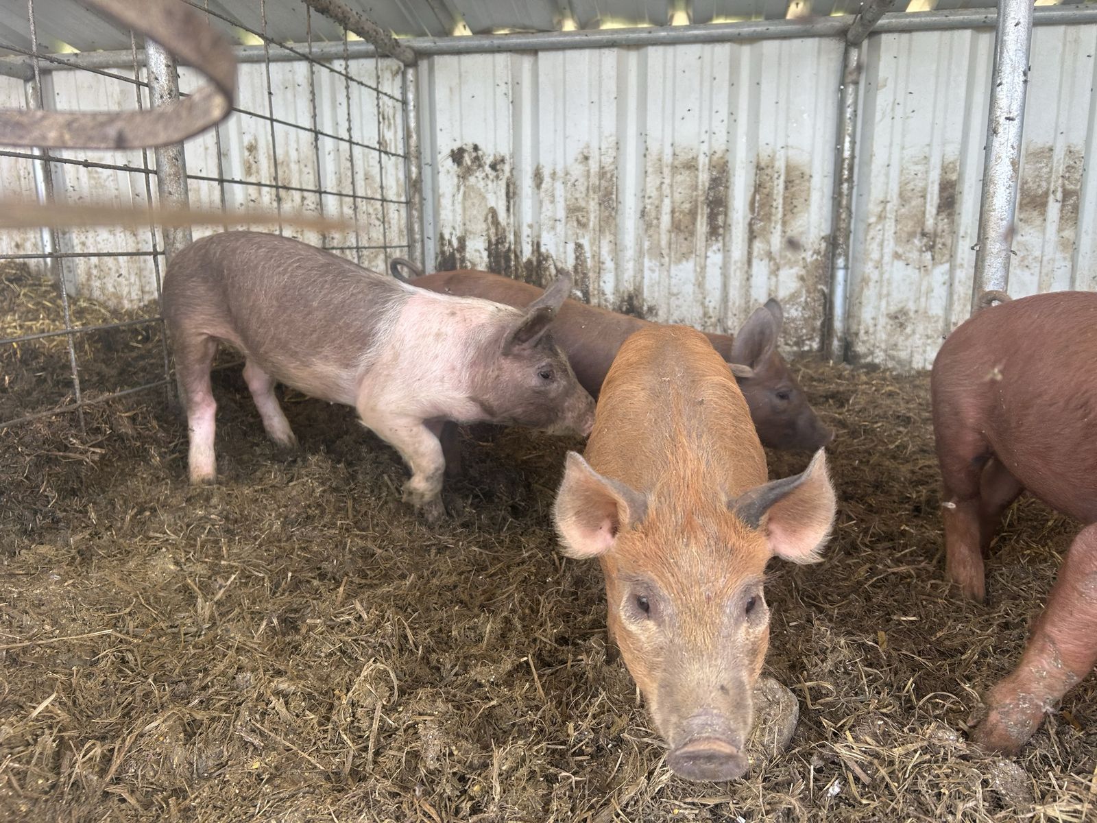Weiner pigs