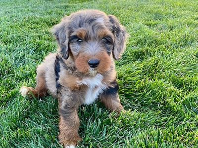 Australian Mountain Doodle, Aussie doodle, Bernedoodle