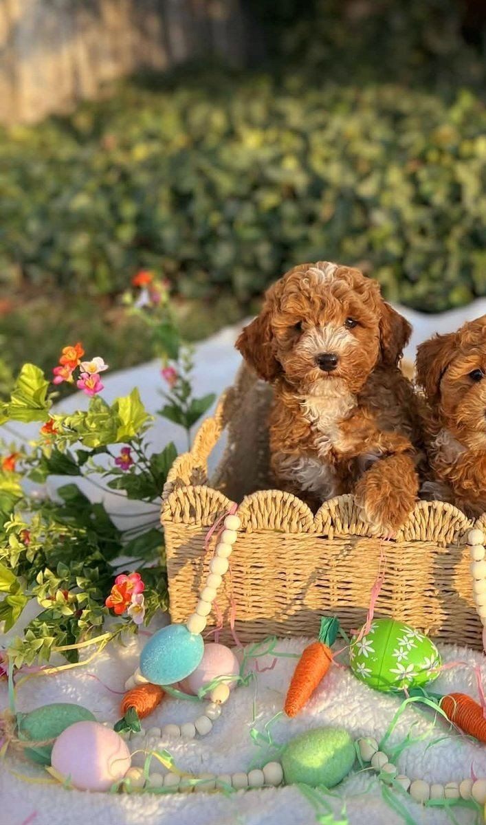 Red AKC Mini Poodle Puppy!