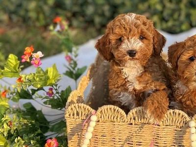 Red AKC Mini Poodle Puppy!
