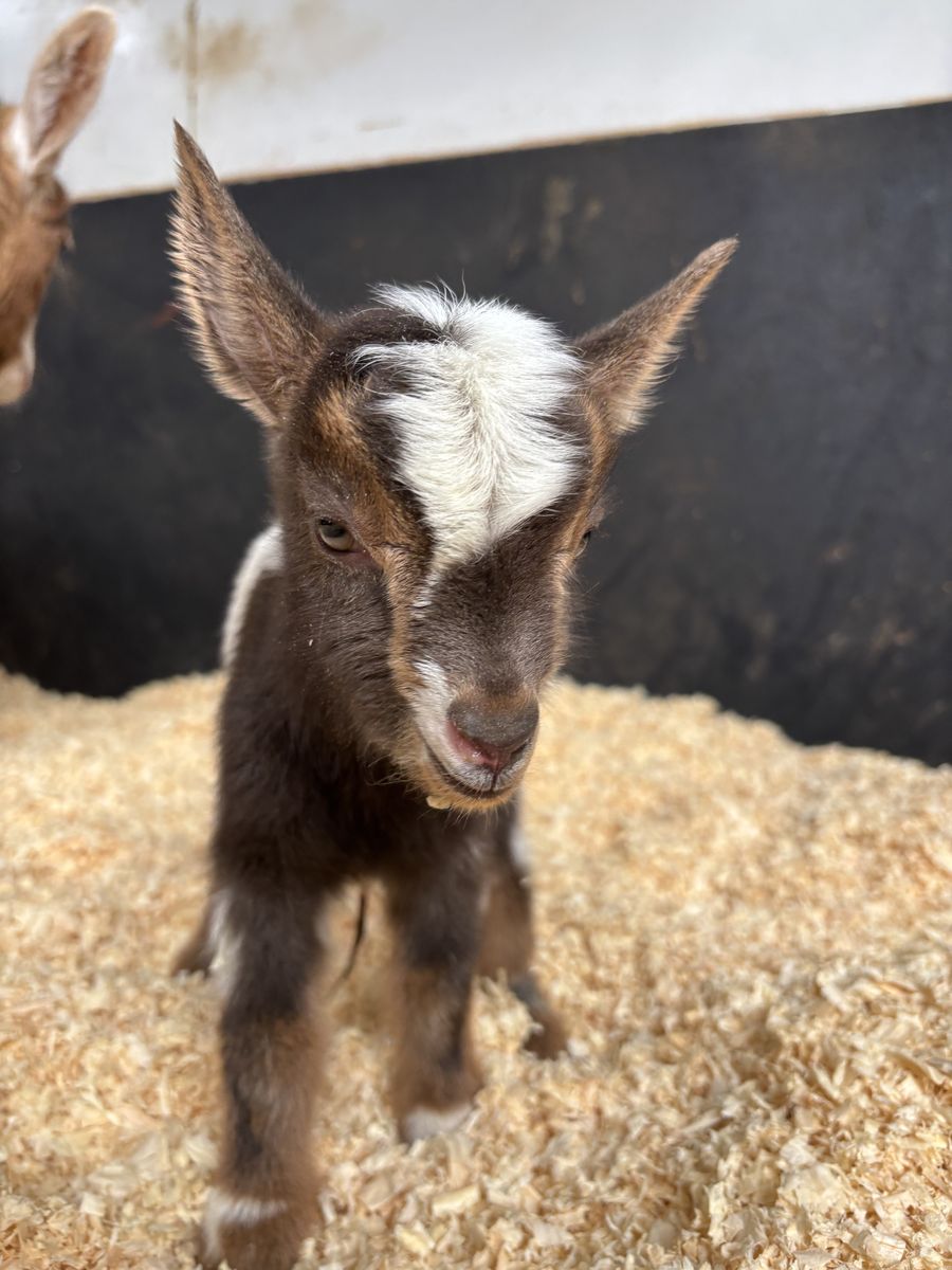 PUREBRED NIGERIAN DWARF BUCK