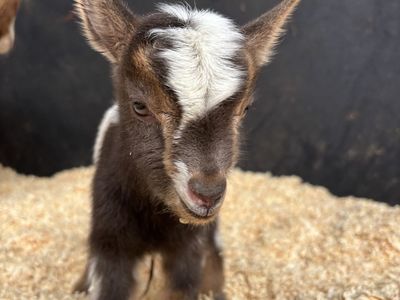 PUREBRED NIGERIAN DWARF BUCK