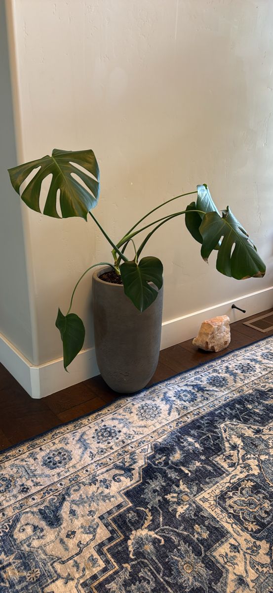 Monsteras in grey pot
