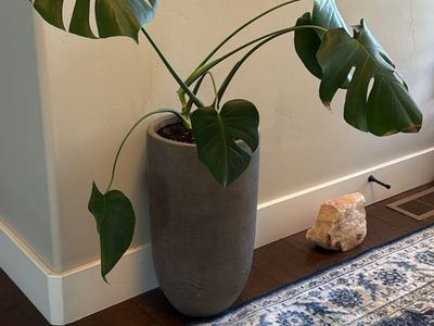 Monsteras in grey pot