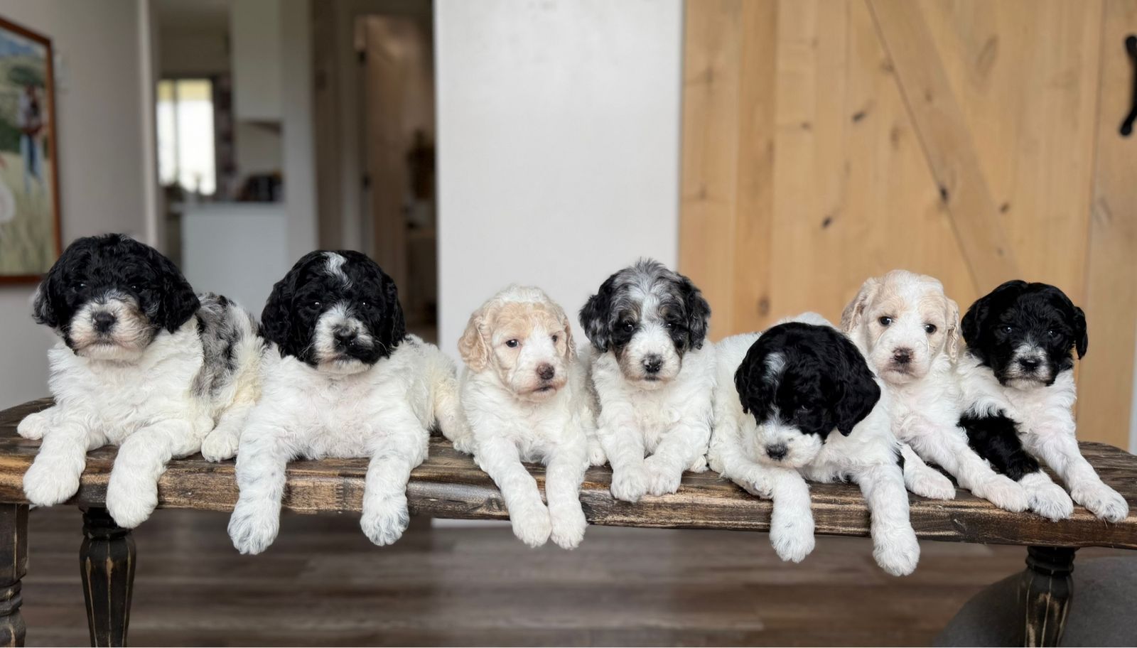 AKC Standard Poodle Puppies