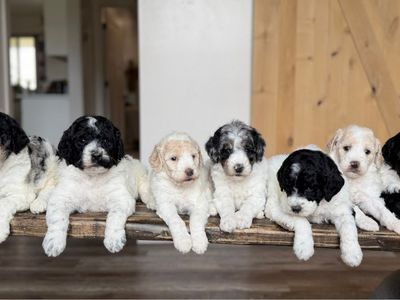 AKC Standard Poodle Puppies