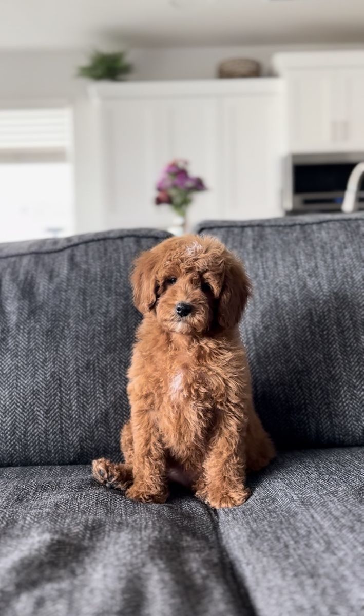 Beautiful Goldendoodle Puppies Looking for good homes