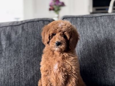 Beautiful Goldendoodle Puppies Looking for good homes