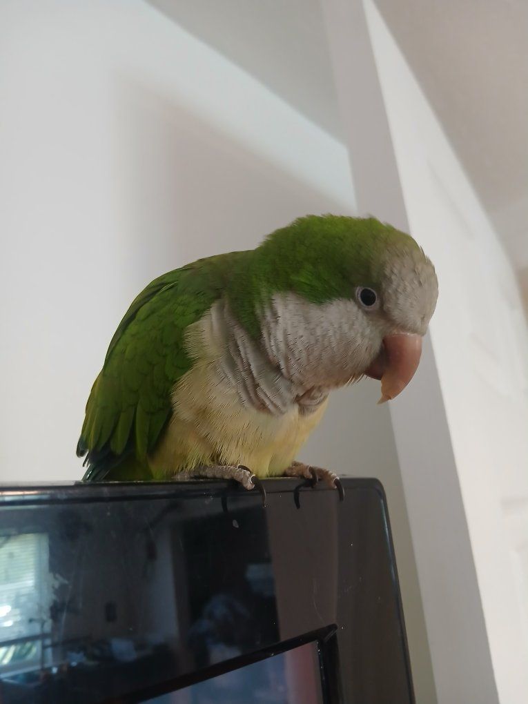 Monk Parakeet (Quaker Parrot) - Playful Green & White Pet Bird for Adoption