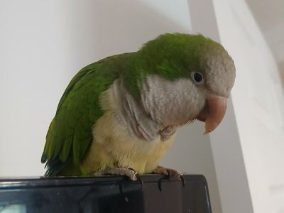 Monk Parakeet (Quaker Parrot) - Playful Green & White Pet Bird for Adoption