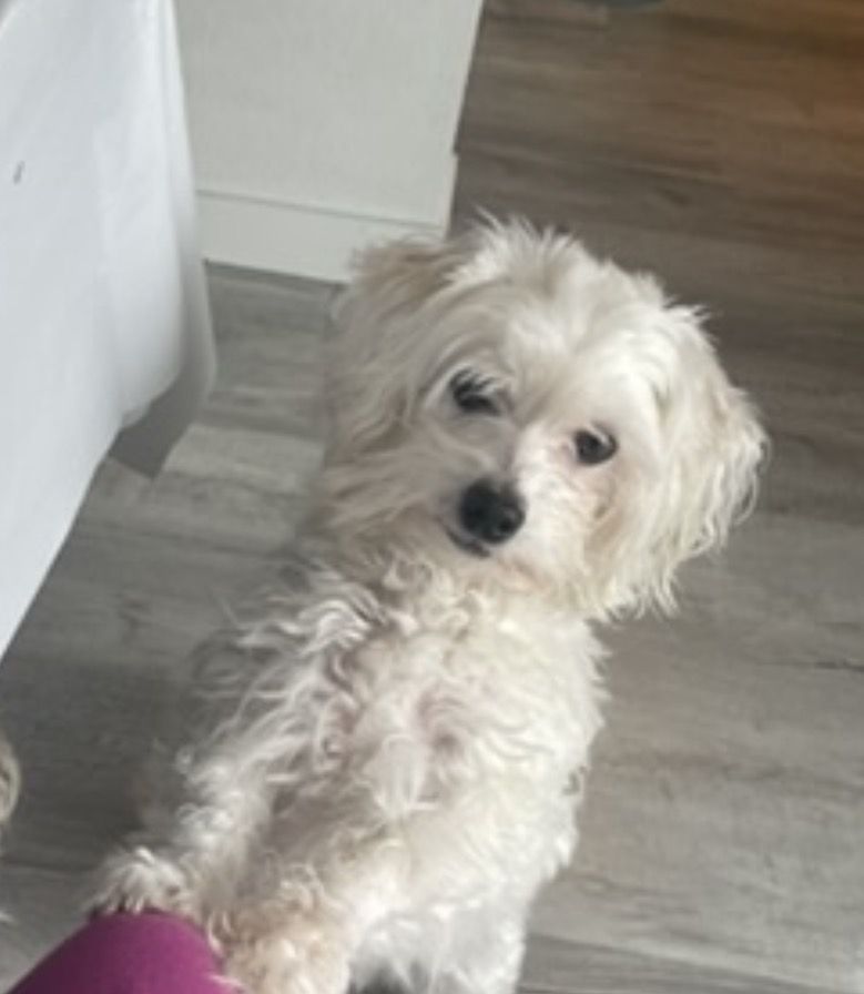 Coton de tulear