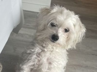 Coton de tulear