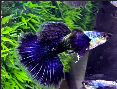 Rare - Purple Dragon Dumbo Guppy Males - Juvenile to Adult
