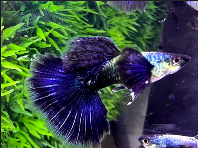 Rare - Purple Dragon Dumbo Guppy Males - Juvenile to Adult