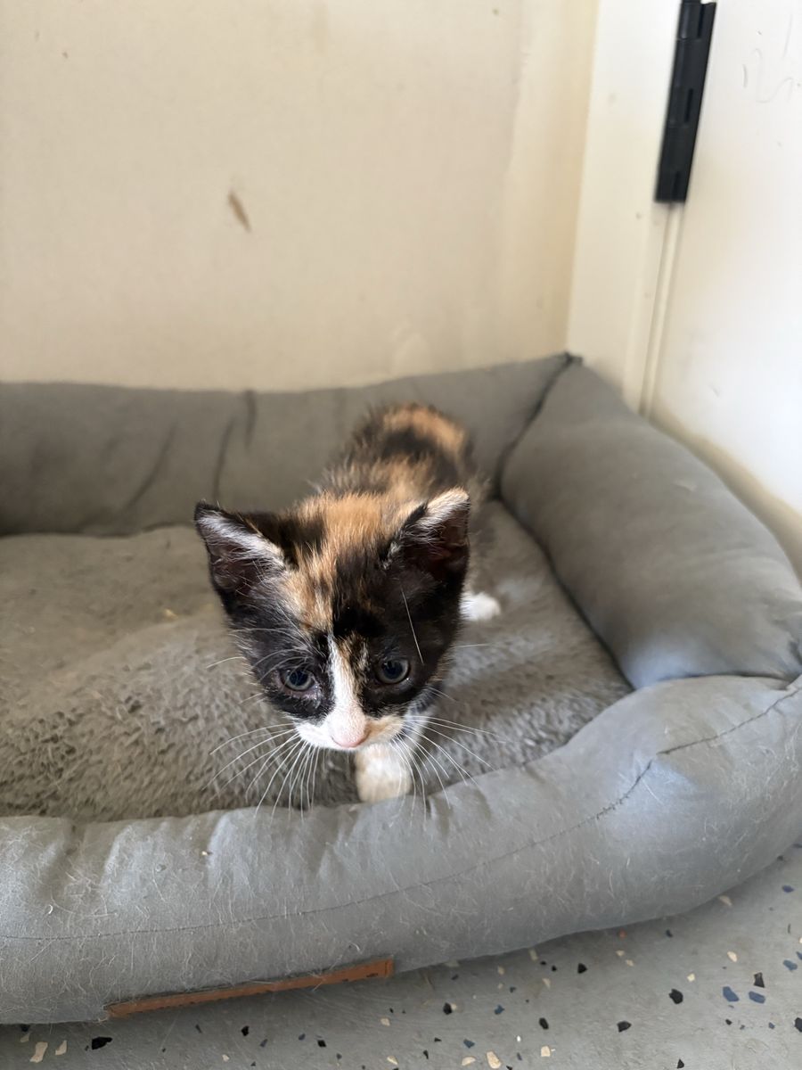 Kittens