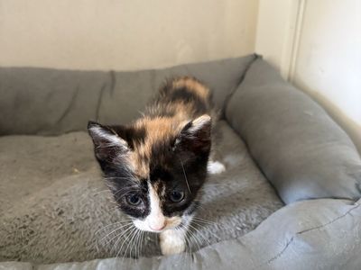 Kittens