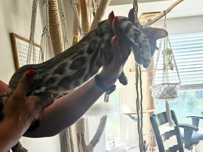 1 FEMALE & 1 MALE LEFT : Silver Bengal Kittens TICA Registered • Hypoallergenic FATHERS DAY SPECIAL!