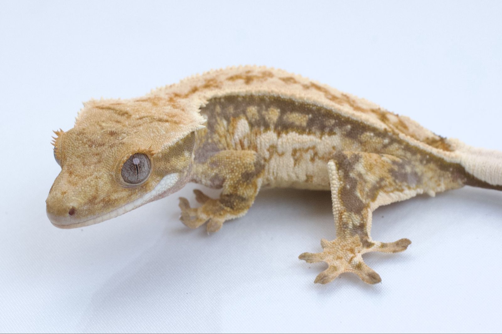 Main image 3