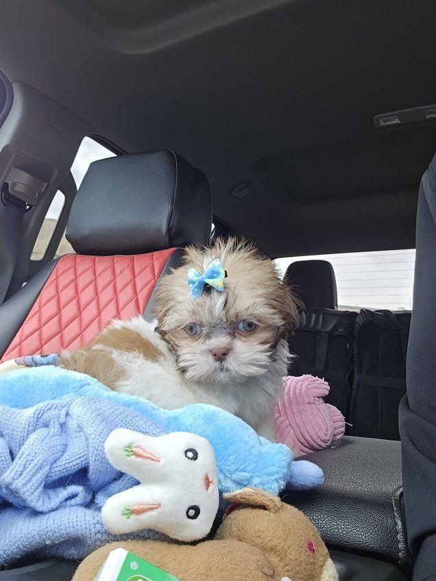 Imperial Shih tzu boy