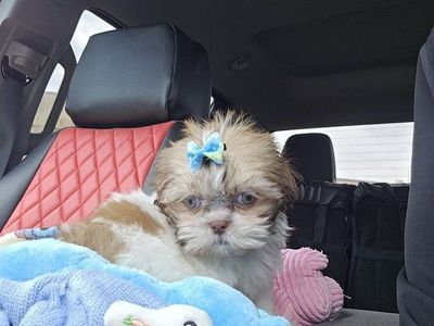 Imperial Shih tzu boy