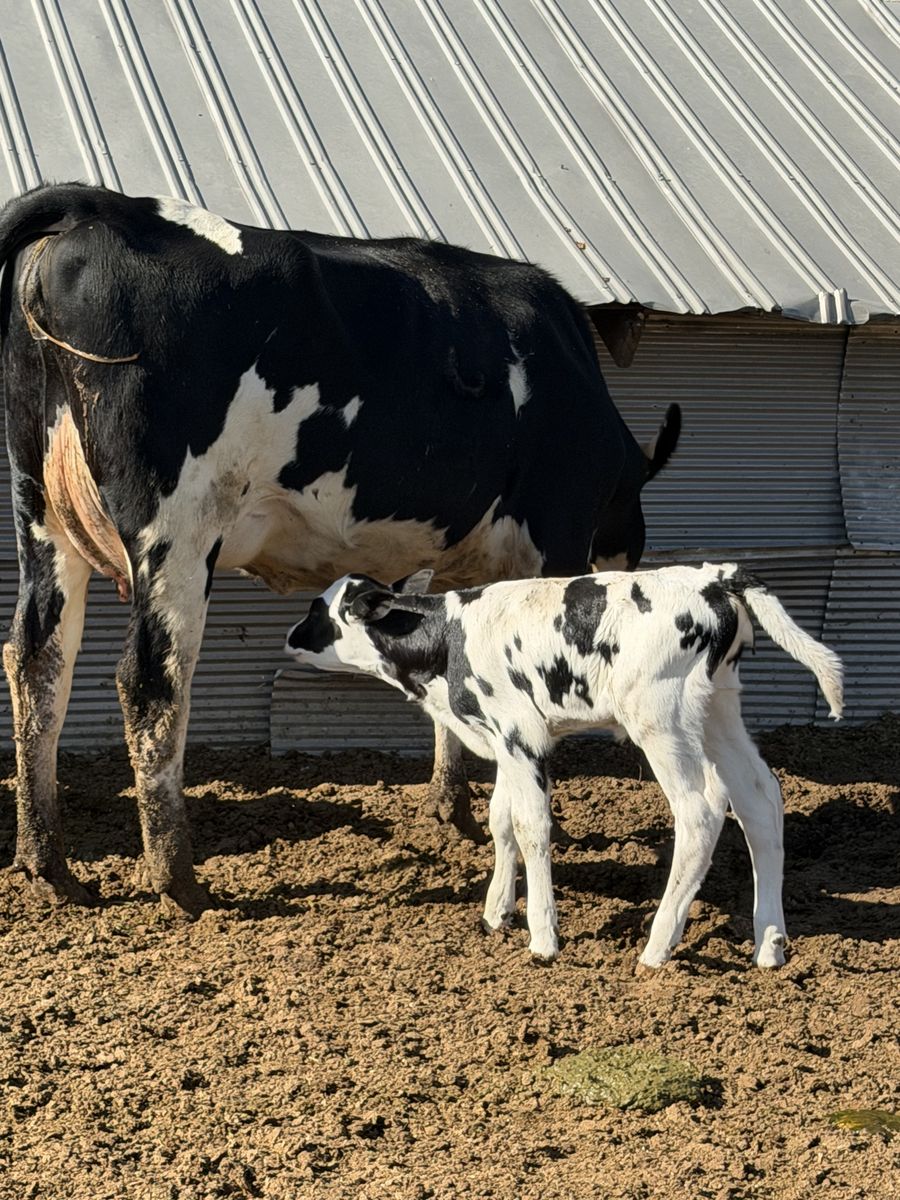 First Calf Holstein Pair