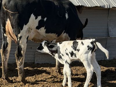 First Calf Holstein Pair