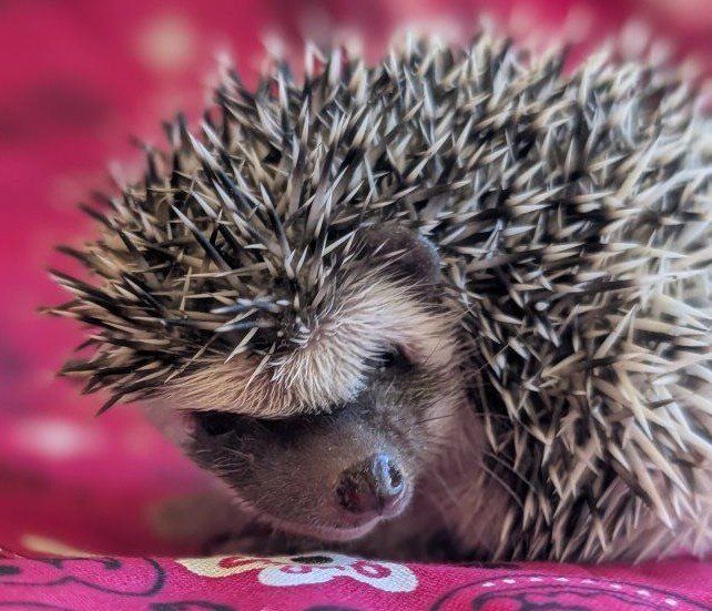Baby Female Hedgehog - Ruby